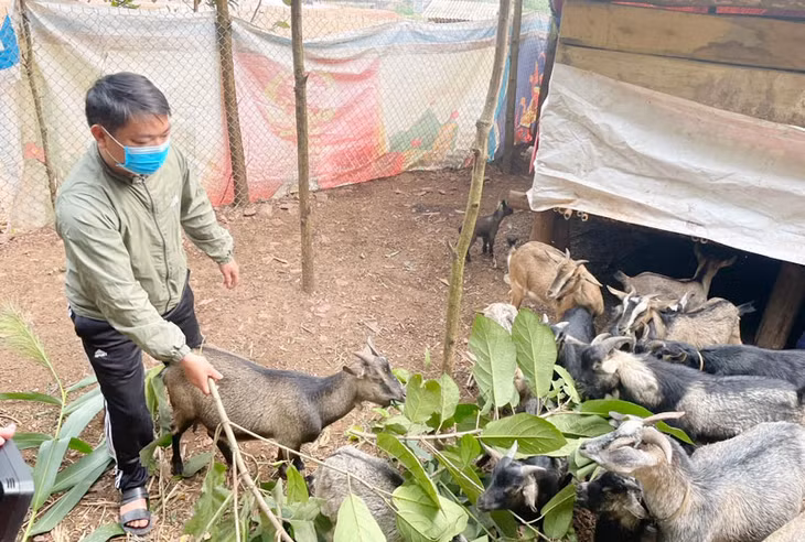 Mô hình nuôi dê của gia đình anh Lục Văn Hùng (xã Điền Xá, huyện Tiên Yên) mỗi năm thu hoạch gần 100 triệu đồng.