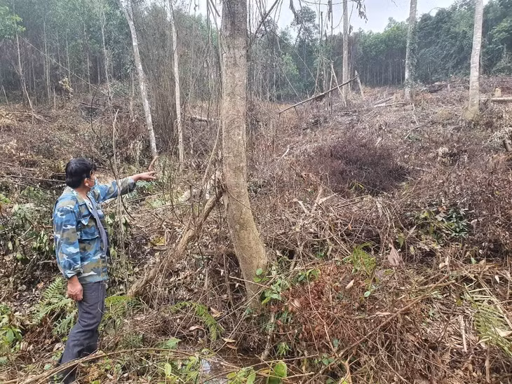 Ông Cao Chí Thành chỉ vị trí khu rừng của gia đình bị chặt phá - Ảnh: Xuân Vương
