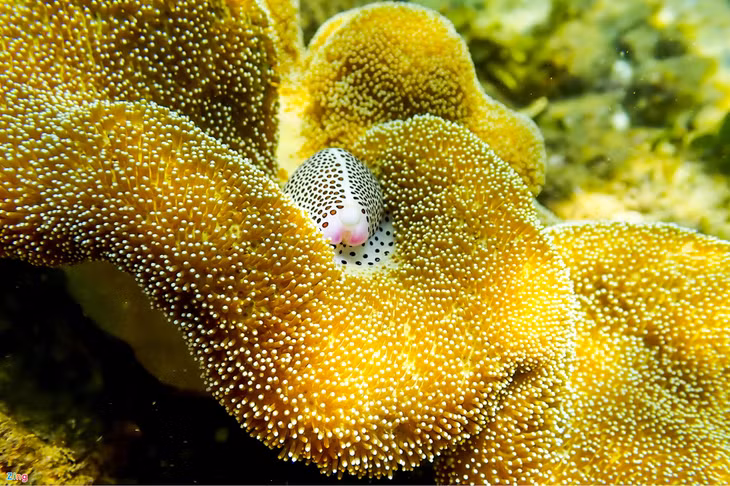San ho ruc ro Phu Yen anh 5