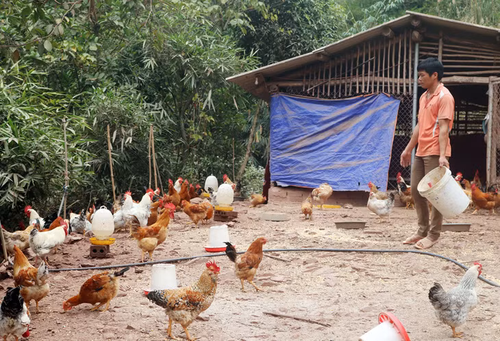 Mô hình nuôi gà đồi Tiên Yên của hộ anh Trần Văn Hoan (thôn Bắc Lù, xã Hà Lâu, huyện Tiên Yên) mang lại thu nhập khoảng 900 triệu đồng/năm.