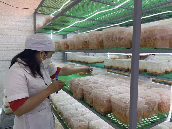 Nhân viên HTX Việt Hoàng (TP Hạ Long) kiểm tra chất lượng sản phẩm đông trùng hạ thảo.
