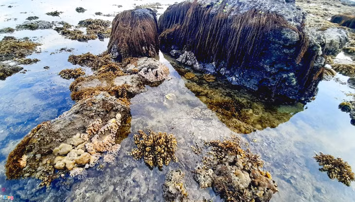 San ho ruc ro Phu Yen anh 8