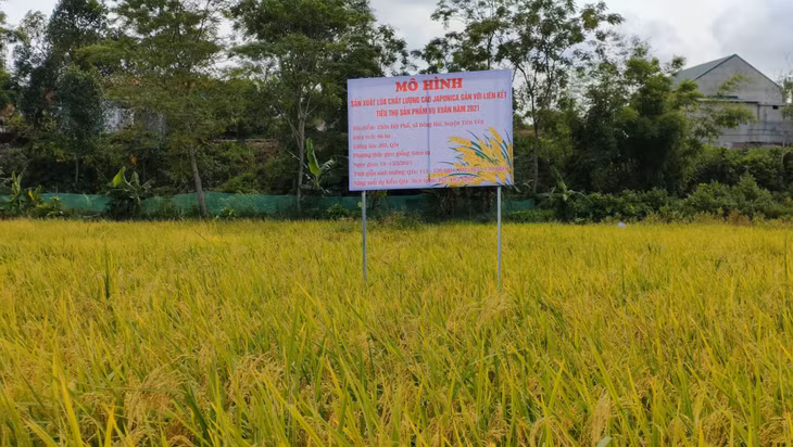 Xã Đông Hải (huyện Tiên Yên) nhân rộng diện tích giống lúa Japonica J02.