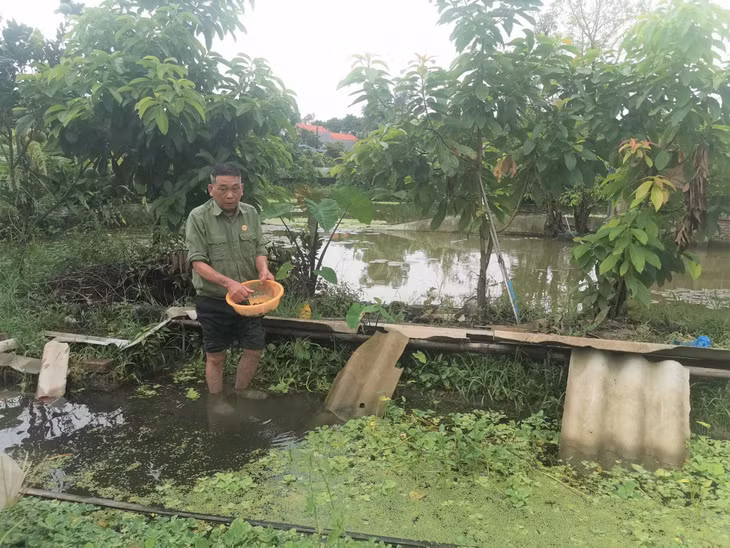 Mô hình nuôi ốc nhồi, cá rô đồng của CCB Chu Quang Việt cho thu nhập 400 triệu đồng/năm.