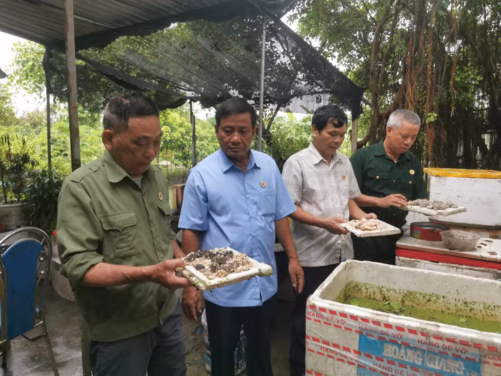 CCB Chu Quang Việt hướng dẫn kỹ huật nhân giống ốc nhồi cho các đồng đội.