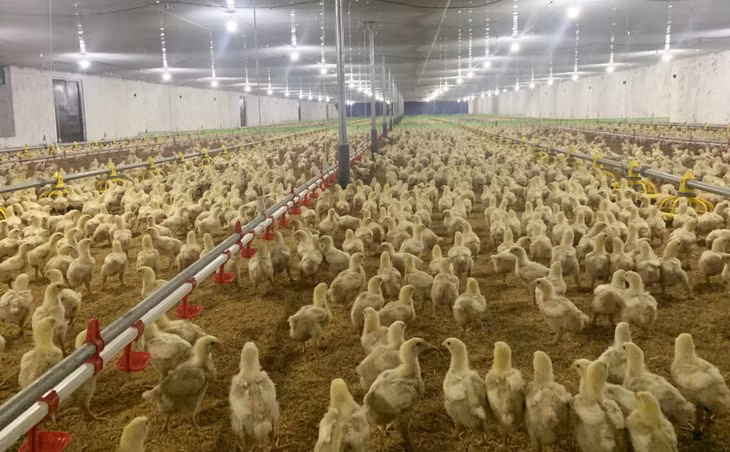 Trang trại chăn nuôi gà của ông Nguyễn Tôn Quyền sử dụng trấu để làm đệm lót sinh học.