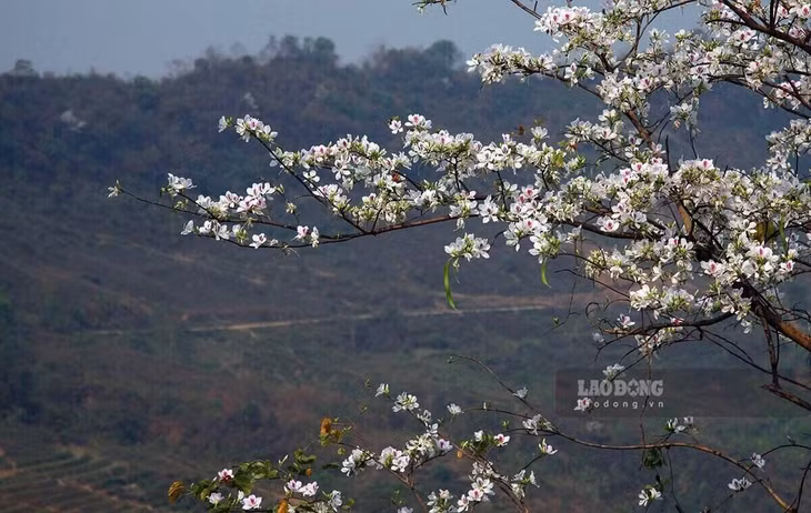 Hoa Ban có một vẻ đẹp trong trắng, tinh khôi được ví như vẻ đẹp của người con gái Thái. Ảnh: Văn Thành Chương