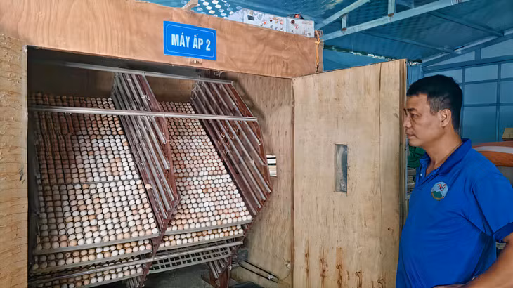 Nhờ áp dụng KHKT vào sản xuất, HTX Tuyền Hiền đã thụ tinh nhân tạo giống gà bản Đầm Hà thành công.