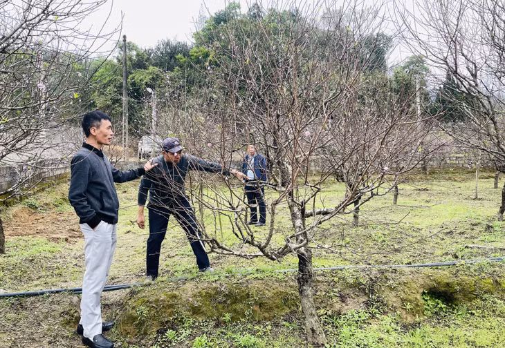 Người dân đến tận vườn chọn những cành đào đẹp về trưng ngày Tết.