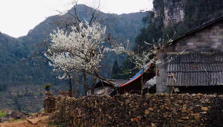 Vào mùa xuân, bản Lao Xa thu hút du khách bởi sắc hoa đào, mận, lê… nở rộ. Ảnh: Hà Giang Trẻ