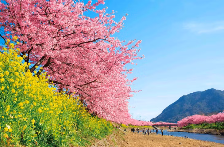 Du khách đến lễ hội hoa Kawazu Sakura sẽ được dạo bộ bên dòng sông trong lành, bên dưới những vòm hoa anh đào đang rực hồng và ngắm nhìn các vạt cải dầu nở vàng tươi trong nắng. Ảnh: kawazu-onsen