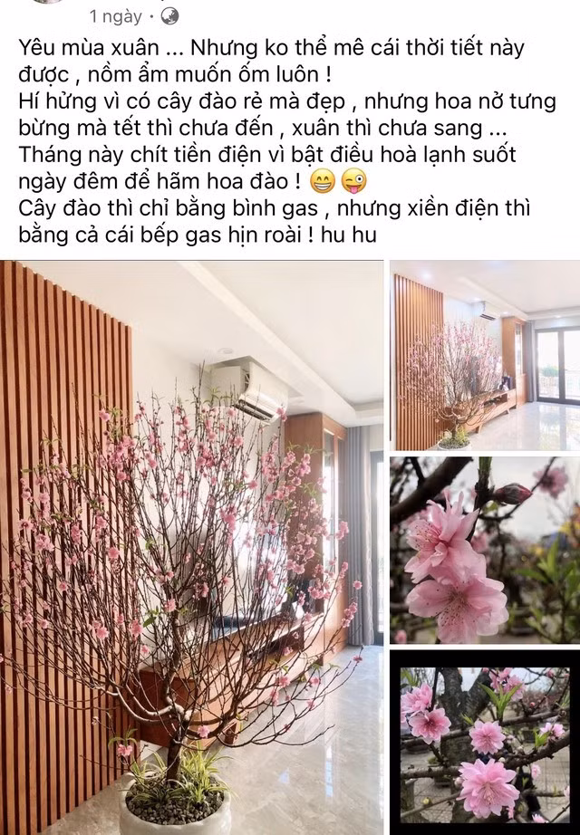 Chị Minh Khuyên đăng lên mạng xã hội lo lắng khi cây đào nở sớm.