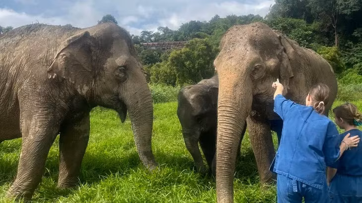 Khu nghỉ dưỡng và Trại voi Tam giác vàng của Anantara (Thái Lan) hiện có 20 con voi, trong đó có một cặp voi “mẹ - con“. Ảnh: Monica Pitrelli