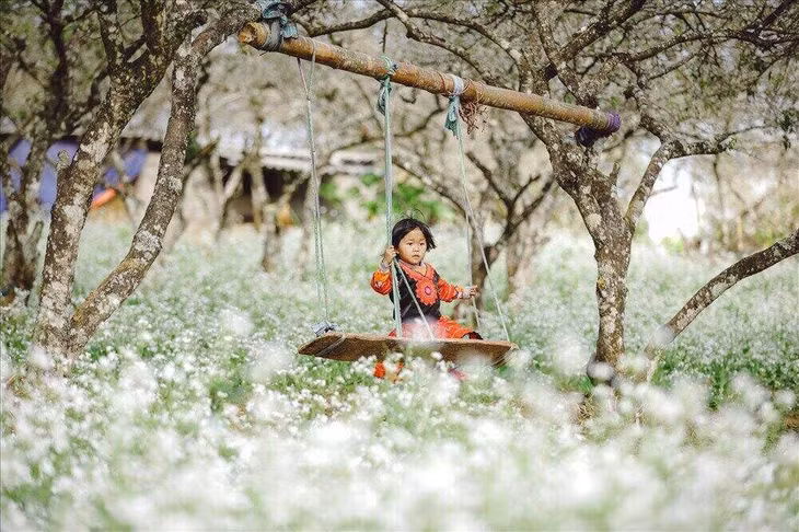 Hoa cải vùng cao trong veo giữa nắng xuân. Ảnh: Huỳnh Lít