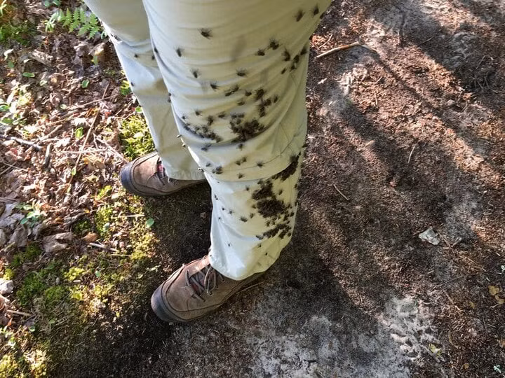 Vì sao ruồi thích bám vào người? Chúng tìm kiếm thức ăn trên da chúng ta. (Ảnh: Nationa Park service)