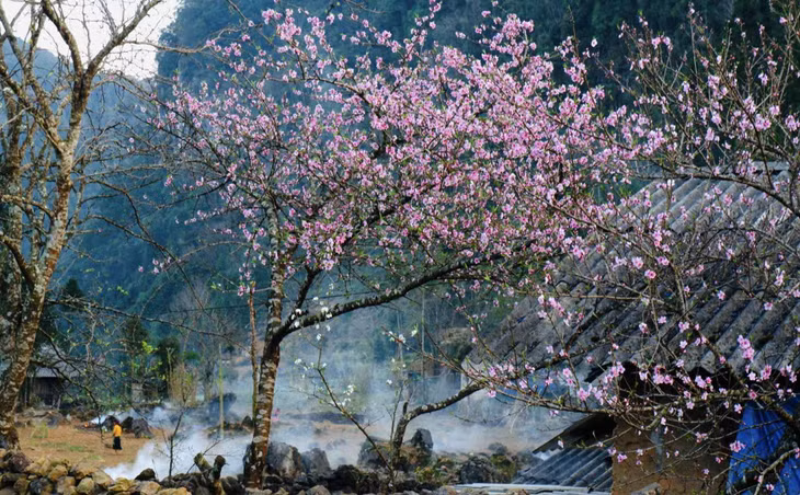 Một gốc đào khoe sắc hoa. Ảnh: Hà Giang Trẻ