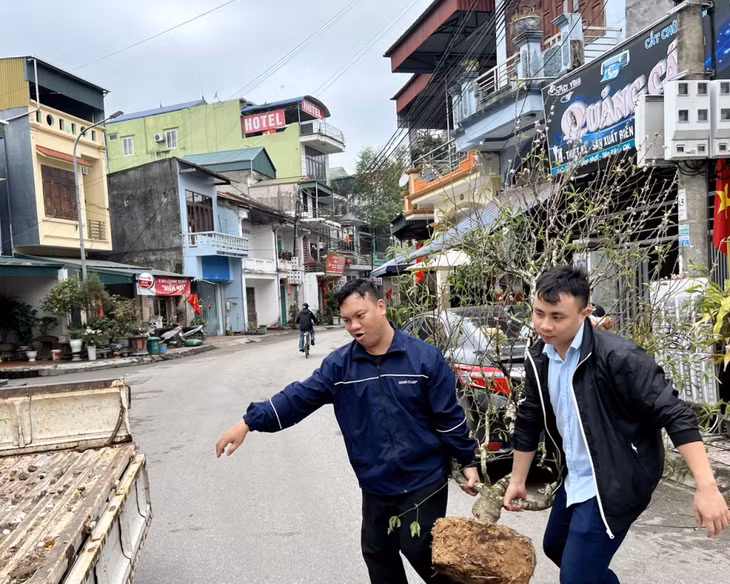 Thị trấn Tiên Yên đi thu gom các gốc đào do người dân ủng hộ chở về điểm tập kết.