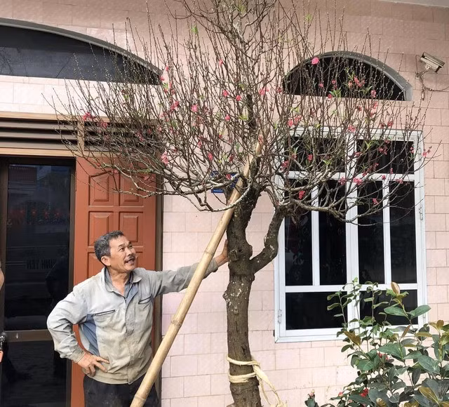 Chủ vườn đào Nguyễn Tuấn chia sẻ về cách hãm hoa đào nở.