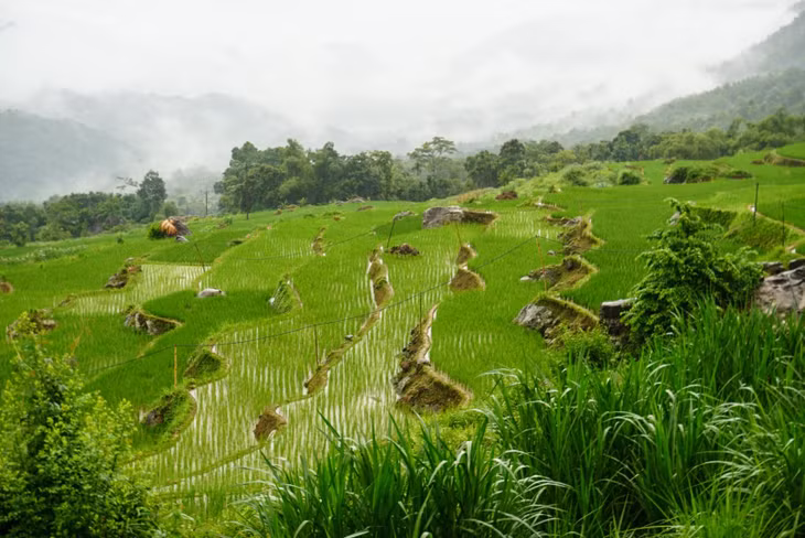 Đến Pù Luông, du khách có thể thưởng thức cá suối nướng, vịt cổ Lũng, lợn cỏ nướng, cá nướng, gà đồi, cơm lam, măng chua, măng đắng, canh rau ngót rừng… Ảnh: HP
