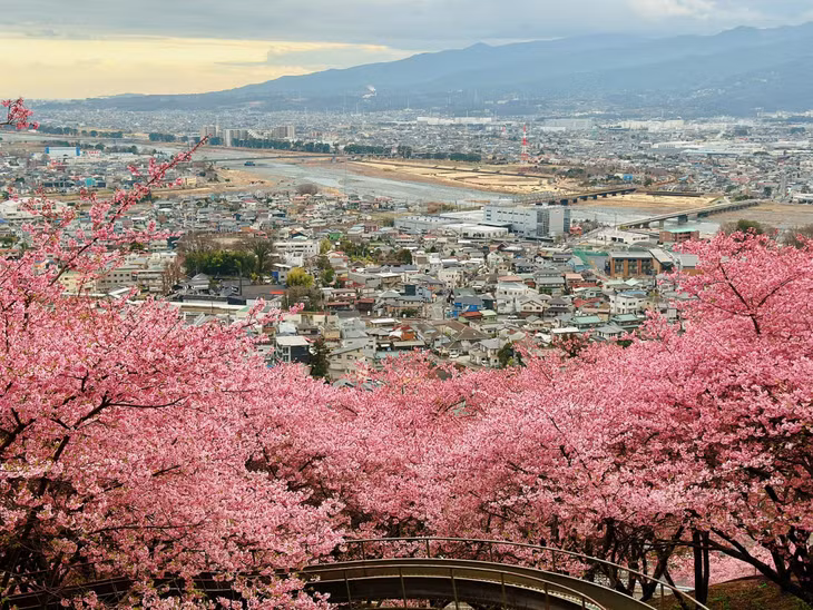 Nửa cuối tháng 2 đầu tháng 3, ngoài ngắm Kawazu Sakura, du khách có thể kết hợp vừa ngắm anh đào, hoa mơ ở khu vực Kanto và ngắm tuyết ở phía bắc Nhật Bản. Ảnh: Minh Hiền