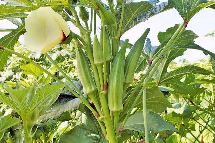 Cây đậu bắp không khó trồng, giá thành rẻ. Ảnh: Gardenerspath