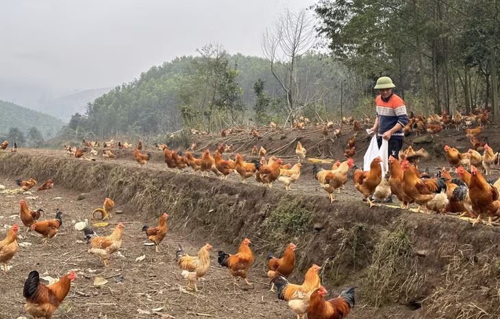 Anh Phùn Văn Hải, thôn Hợp Thành, xã Phong Dụ, huyện Tiên Yên chăm sóc đàn gà của gia đình.