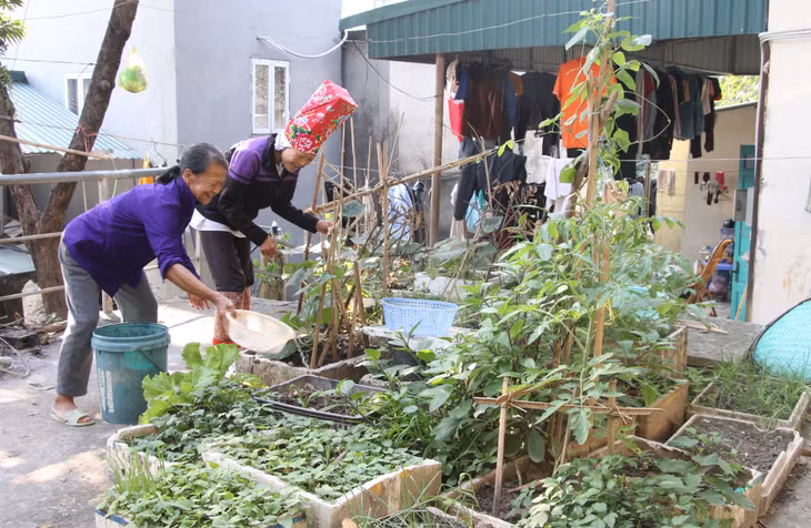 Các bệnh nhân cùng nhau trồng thêm rau xanh tại khu xóm trọ.