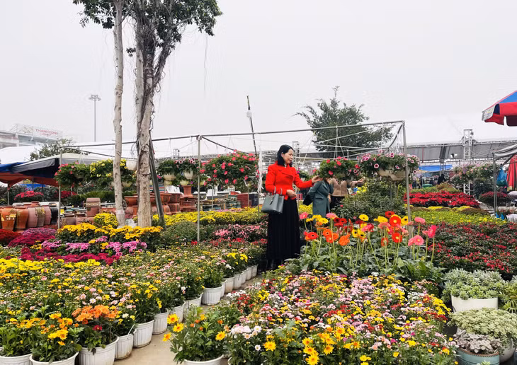 Đủ loại hoa cúc, đồng tiền, đỗ quyên, dạ yến thảo… với nhiều màu sắc bắt mắt, dễ thương cũng được người dân quan tâm, chọn mua.