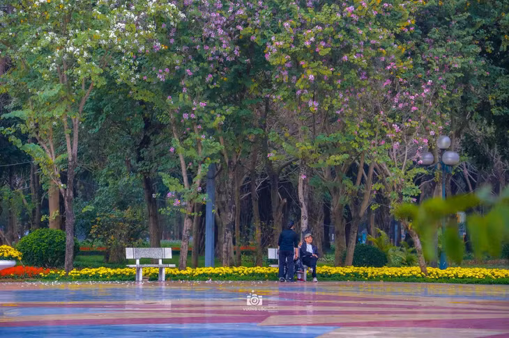 Công viên Cầu Giấy (quận Cầu Giấy, thành phố Hà Nội) được tô điểm bởi màu hoa ban. Ảnh: Vương Lộc