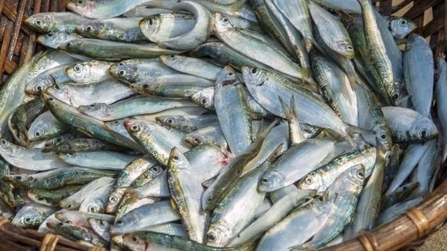 Cá béo chứa nhiều omega 3 có tác dụng chống viêm.