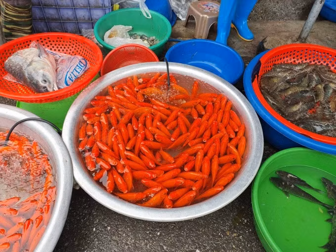 Cá chép bán ở chợ dân sinh tại Hà Đông (Hà Nội), giá 35.000 đồng 3 con. Ảnh: Đức Minh