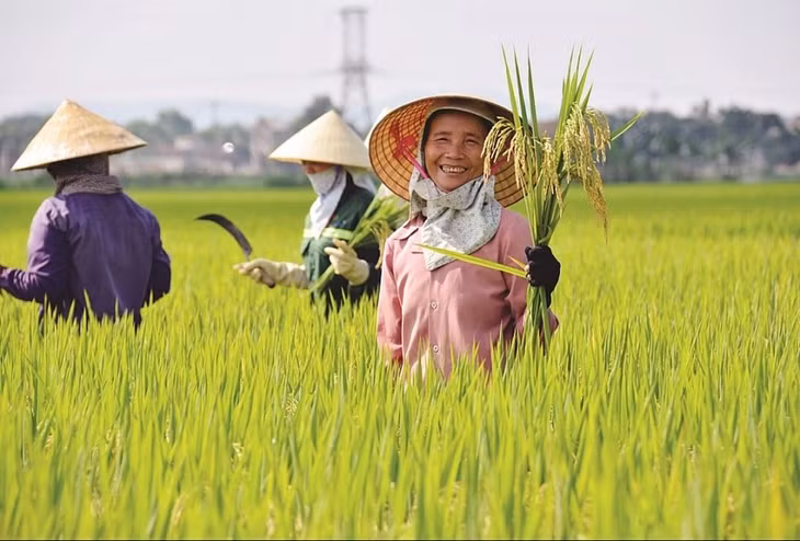 Indonesia quyết định tăng thêm hạn ngạch nhập khẩu gạo trong năm 2024 thêm 1,6 triệu tấn, gạo Việt thêm cơ hội xuất khẩu sang thị trường này. Ảnh minh họa