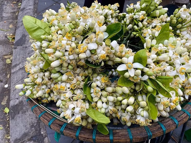 Vẻ đẹp tinh khiết, hương thơm nồng nàn của hoa bưởi luôn khiến lòng người xao xuyến. Ảnh: KQ
