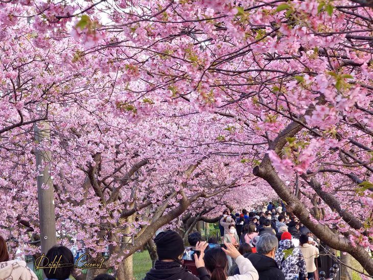 Kawazu Sakura 2024 là một trong những lễ hội hoa anh đào nở sớm lớn tại Shizuoka. Thời điểm hoa nở rộ nhất ở đây là nửa cuối tháng 2 hàng năm. Trong khi đó năm nay lễ hội diễn ra từ 1.2 - 29.2, với màn chiếu đèn cho khách ngắm hoa buổi tối từ 18h - 21h. Ảnh: Potato Coconut