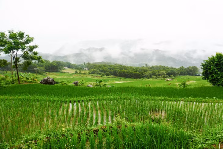 Ngoài ra, du khách còn có thể ngắm lúa xanh ở Pù Luông vào khoảng tháng 7-8 và ngắm lúa chín vào tháng 9-10 hằng năm. Ảnh: HP