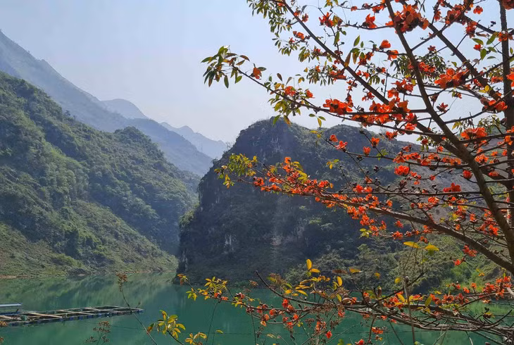 Hoa gạo còn có tên gọi khác là mộc miên hay pơ-lang, theo cách gọi của người dân vùng cao. Ảnh: Hà Giang Trẻ