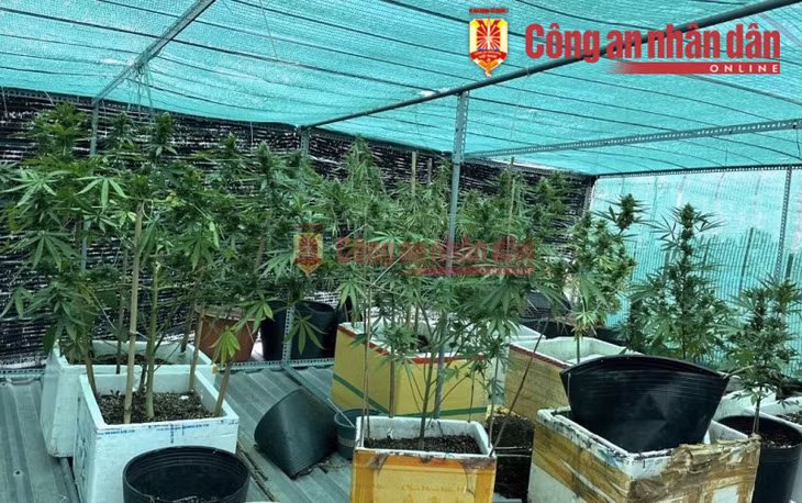 Tài biến nóc nhà thành nơi trồng cần sa.