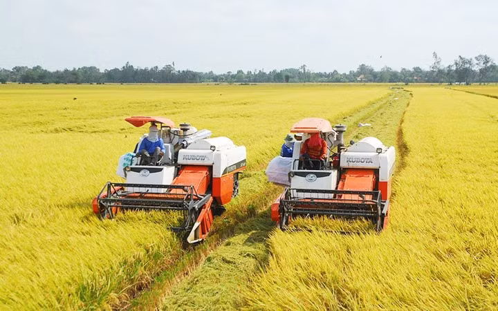 Phó Thủ tướng Trần Lưu Quang cho rằng Đề án 1 triệu ha lúa chất lượng cao là cuộc chơi lớn - Ảnh minh họa