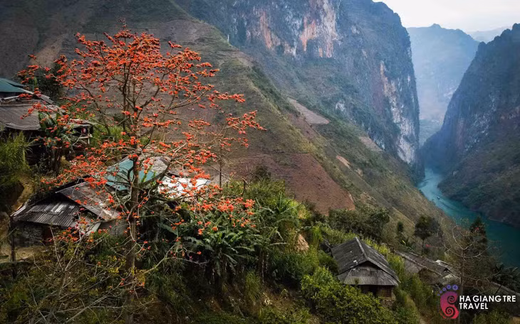 Hoa gạo khoe sắc đỏ. Ảnh: Hà Giang Trẻ