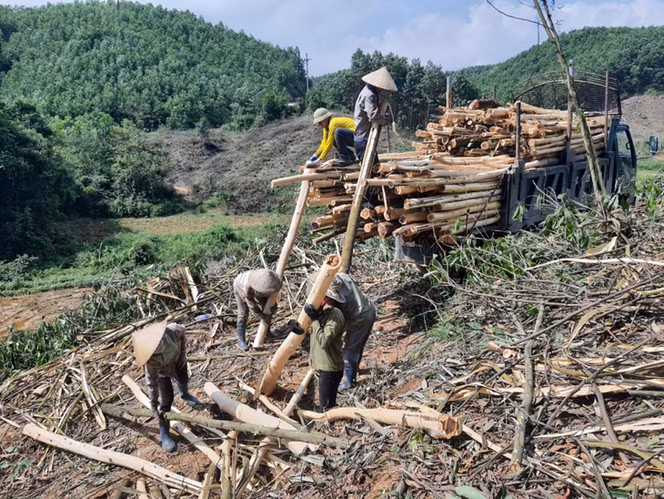 Người dân Ba Chẽ thu hoạch keo để chuyển sang trồng cây gỗ lớn. Ảnh: Mai Linh