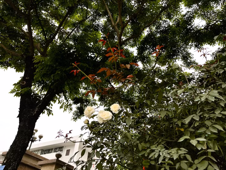 Hoa hồng được chăm sóc cẩn thận, bung nở dưới những vòm cây xanh.