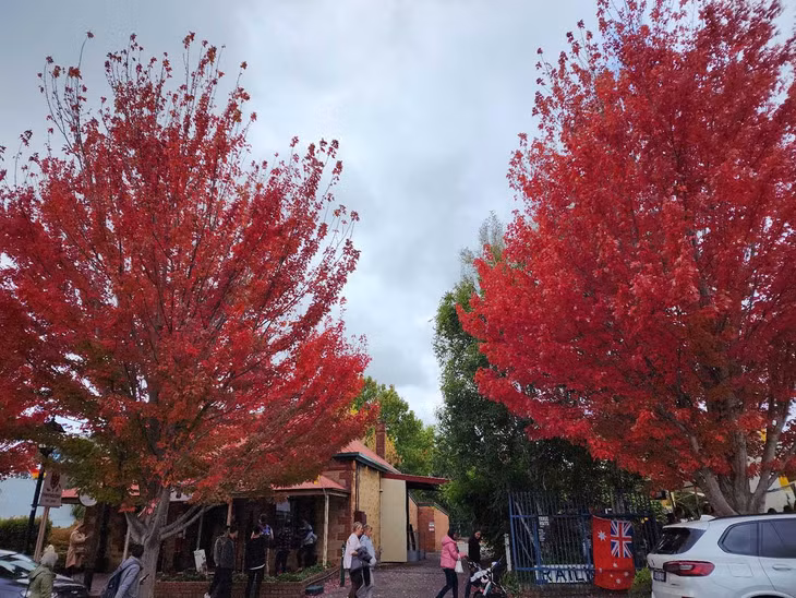 Adelaide, thủ phủ và thành phố lớn nhất bang Nam Úc, là một trong những địa điểm ngắm lá chuyển màu đẹp ở “xứ sở kangaroo”. Ảnh: Đỗ Trọng Tuyên