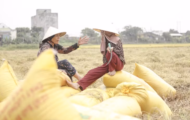 Bà Hà Thị Sáu (63 tuổi, phường Nhơn Hòa, thị xã An Nhơn) cho biết, vụ này gia đình bà làm 6 sào ruộng hiện đã cắt được 4 sào, tuy nhiên so với những năm trước năng suất có giảm.“Năm nay tính ra sản lượng cũng không đạt, ví như năm trước có đám cắt được 16 bao thì năm nay cắt chỉ còn 14 bao. Ở đây một đám lúa số lượng giảm từ 2 đến 3 bao là chuyện bình thường”, bà Sáu nói. (Ảnh: Trương Định)