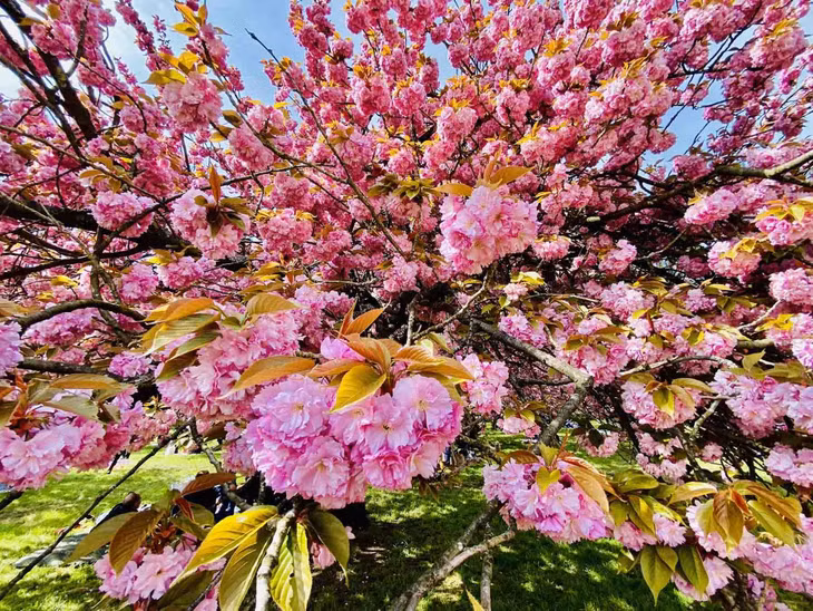 Parc de Sceaux được ví như một “vườn địa đàng”, mỗi mùa đều khoác lên mình vẻ đẹp khác biệt. Ảnh: Milolaland