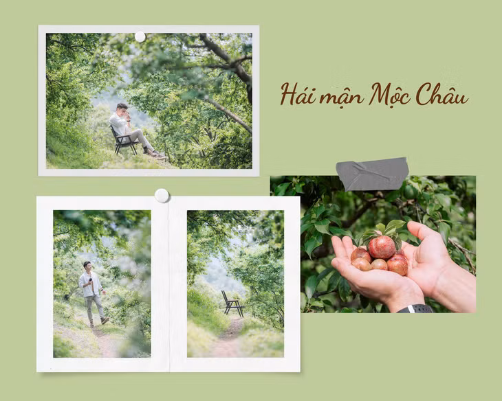 Dịp lễ 30-4 là thời điểm lý tưởng để hái mận Mộc Châu - Ảnh: QUANG KIÊN