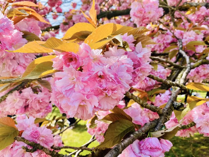 Bên cạnh Parc de Sceaux, du khách đến Pháp vào tháng Tư có thể dành thời gian ngắm hoa anh đào ở quảng trường Champ de Mars phía trước tháp Eiffel, nhà thờ Đức bà Notre Dame, công viên Disneyland Paris, bảo tàng Petit Palais… để ngắm sắc hồng dịu dàng của hoa anh đào. Ảnh: Milolaland