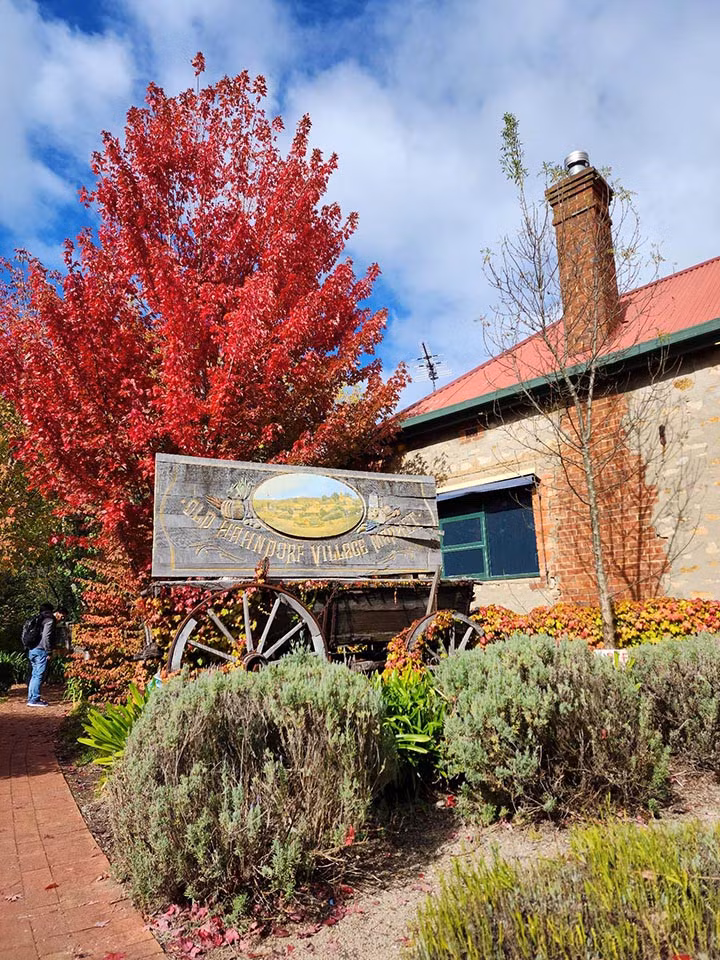Đến Úc vào thời gian này, du khách không khỏi nao lòng bởi vẻ đẹp quyến rũ. Ảnh: Đỗ Trọng Tuyên