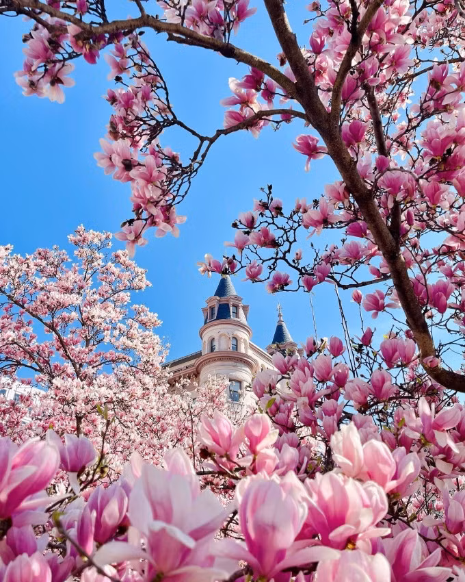 Mộc lan ở Mỹ có tên tiếng Anh saucer magnolia, là một giống mộc lan lai giữa magnolia và soulangeana. Chúng nở vào những thời điểm khác nhau của mùa xuân, tùy thuộc nhiệt độ. Đôi khi mộc lan nở sớm hoặc trễ hơn hoa anh đào.Kiến trúc mái hình chóp của Indiana Plaza ẩn hiện sau những tán hoa rậm rạp tạo nên khung cảnh tựa cổ tích. Nhiều người ví mùa hoa mộc lan ở đây 'đẹp như mơ', mỗi năm chỉ được chiêm ngưỡng một lần. Ảnh: Instagram morethana_traveler
