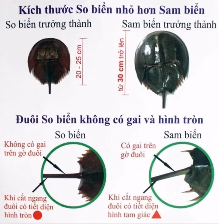 Phân biệt con sam và so biển. Ảnh Internet
