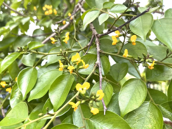 Có thời điểm, hoa của cây sưa phủ vàng các tuyến đường.